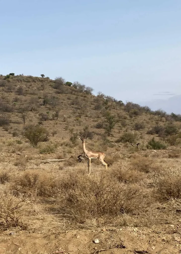 A Generuk in Samburu
