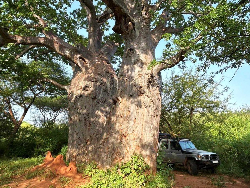 Baobab Tree Tsavo East