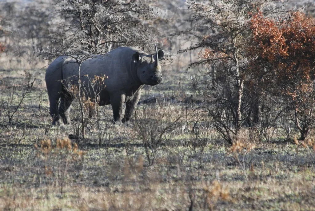 Black Rhinoceros - Samburu National Reserve