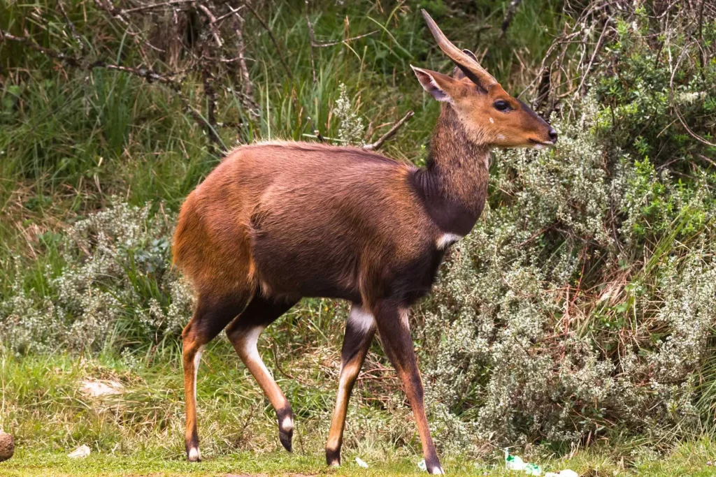 Bushbuck - Aberdare