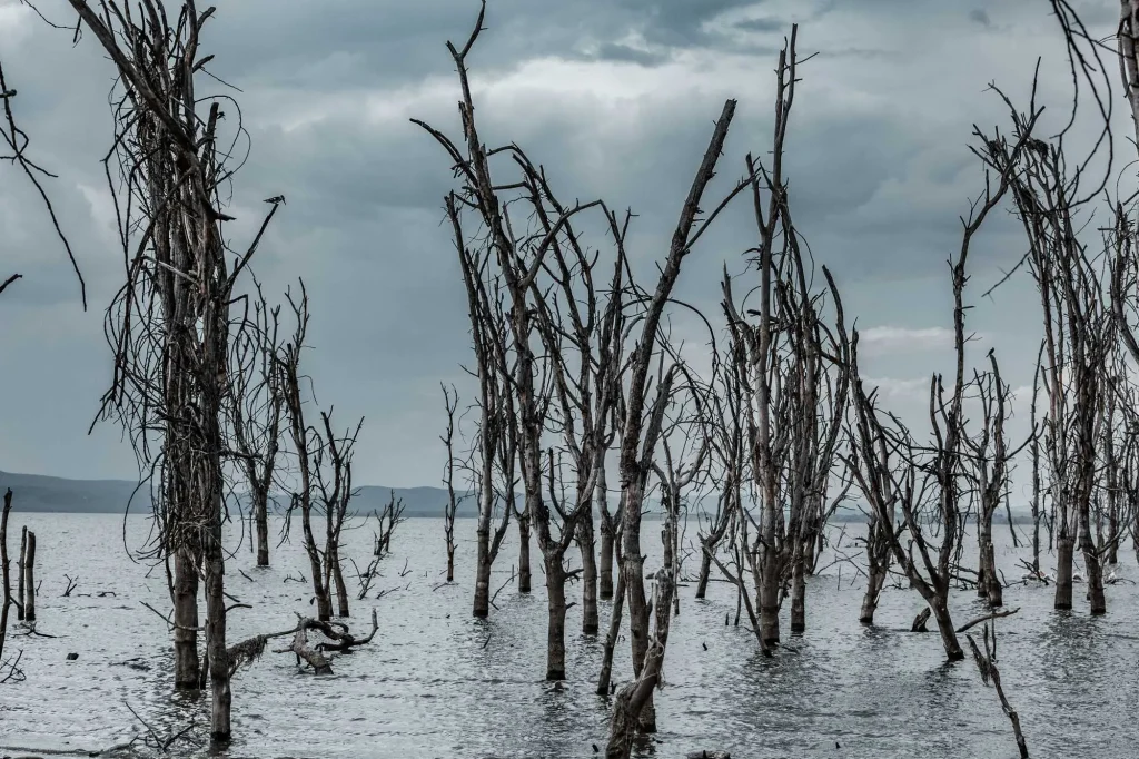 Dry Trees Lake Naivasha