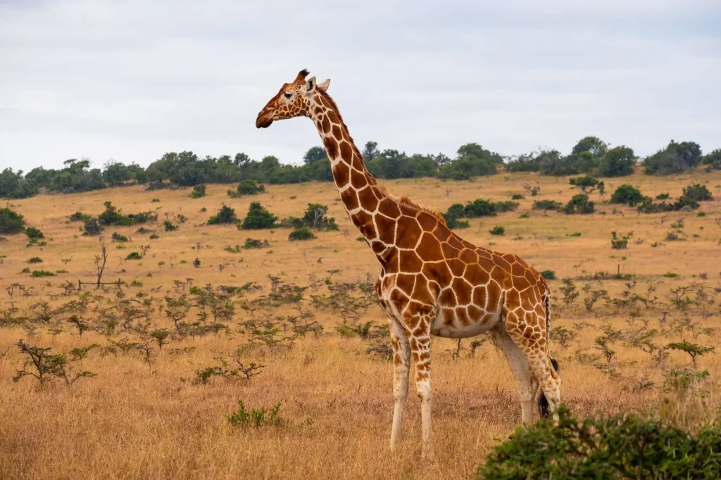 Giraffe - Samburu National Reserve
