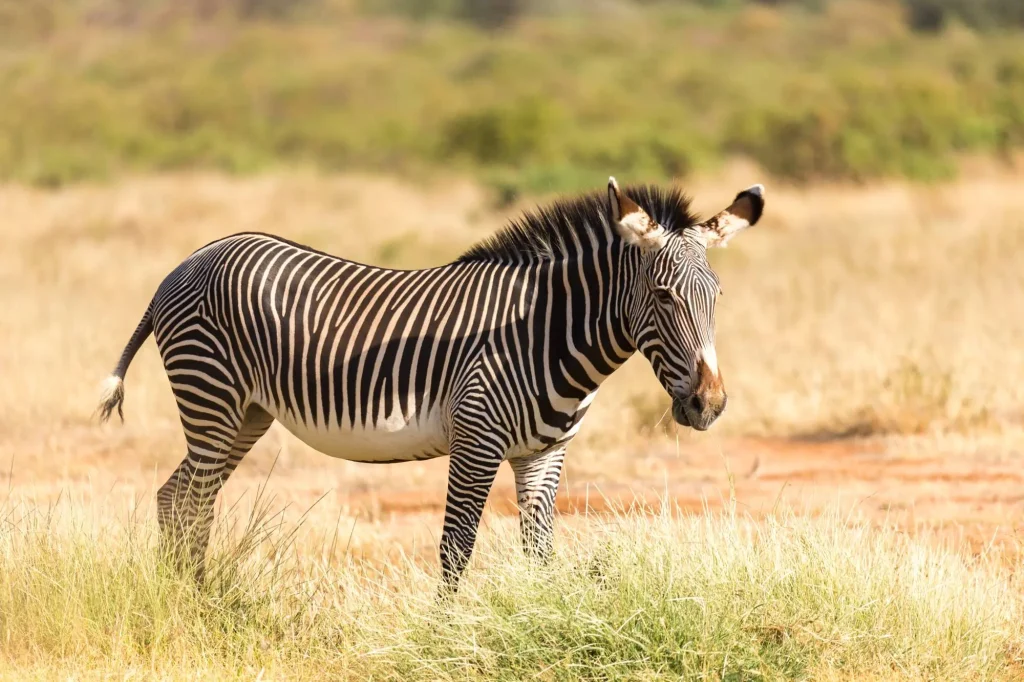 Grevy Zebra - Samburu National Reserve
