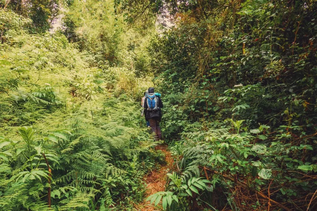 Hikers in the forest - Aberdare National Park