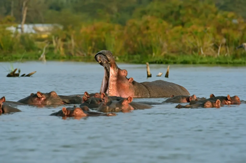Hippos Lake Naivasha