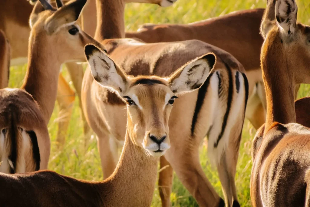 Impala Herd - Ol-Pejeta Conservation