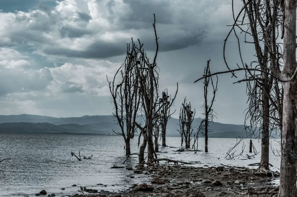 Lake Naivasha Dry Trees