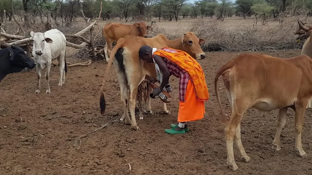 Maasai Mara Cow Milking