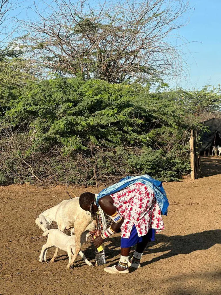 Maasai Mara Milking Goats