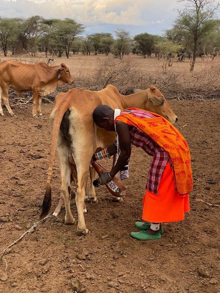 Maasai Mara Milking a Cow