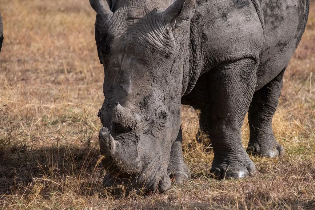 Muddy Rhinoceros Grazing - Ol-Pejeta