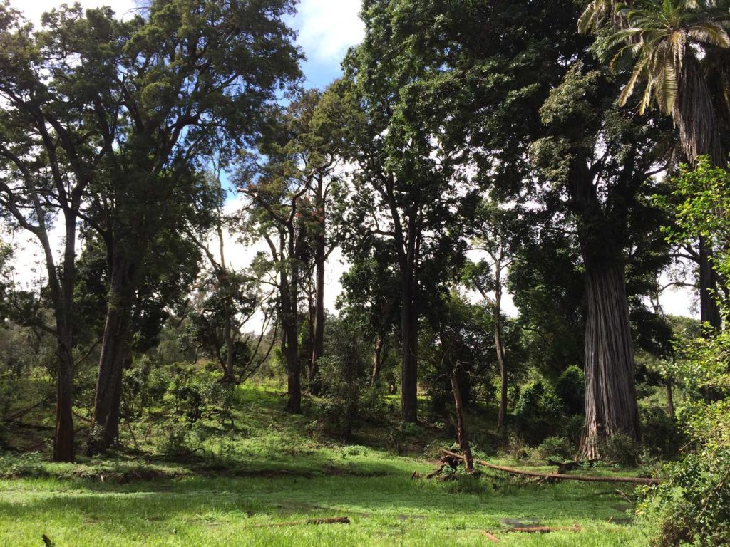 Ngare Ndare Forest Campsite