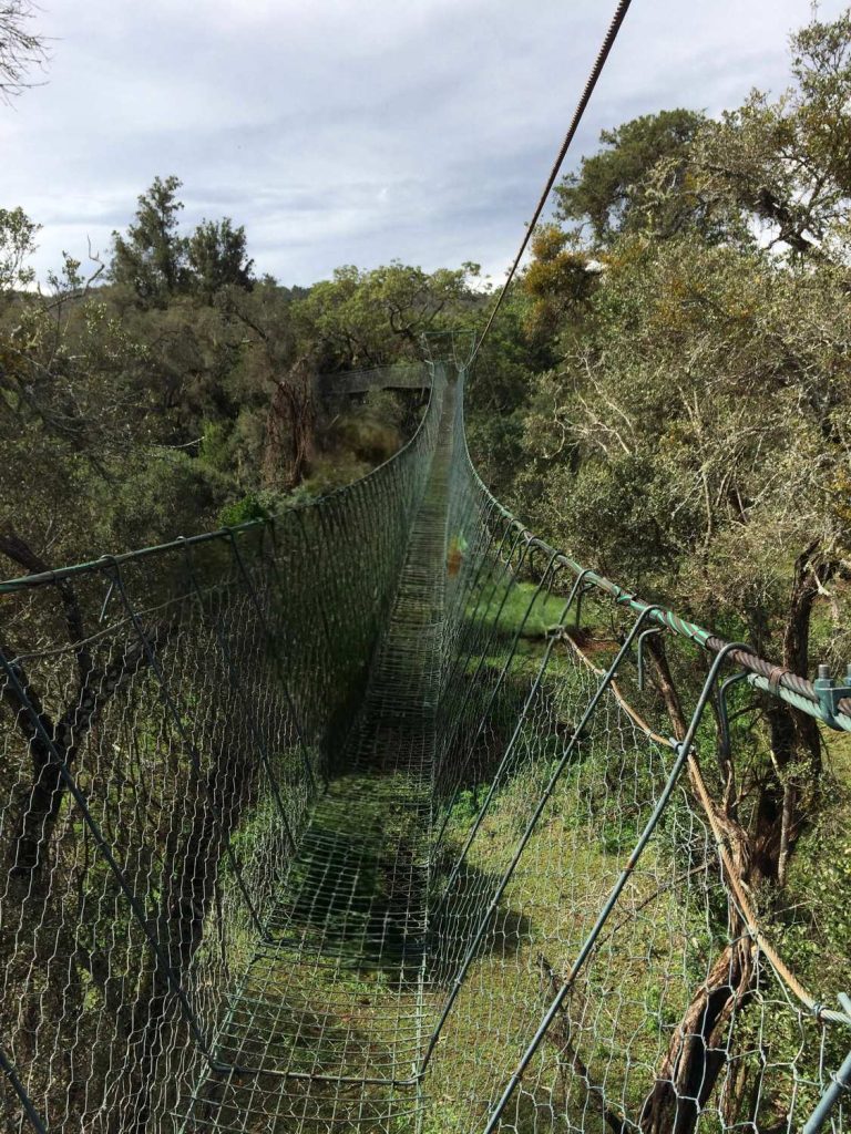 Ngare Ndare Forest Canopy Walk
