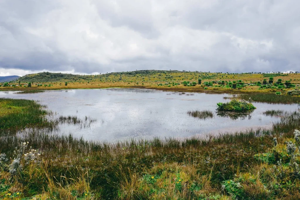 Ponds - Aberdare National Park