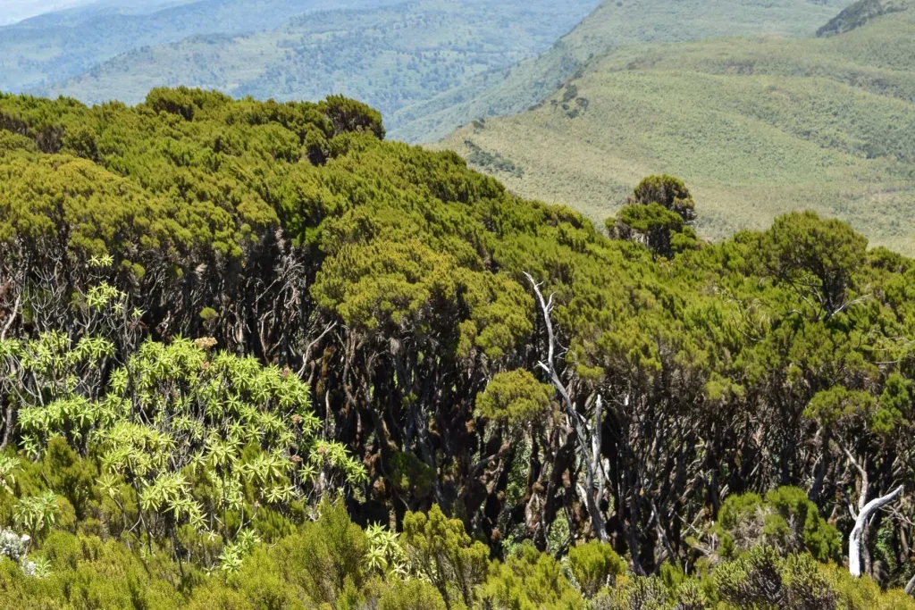 Rainforest - Aberdare