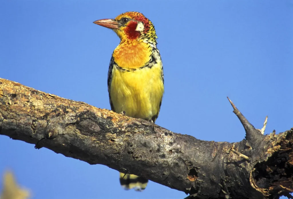 Red Yellow Barbet - Samburu National Reserve