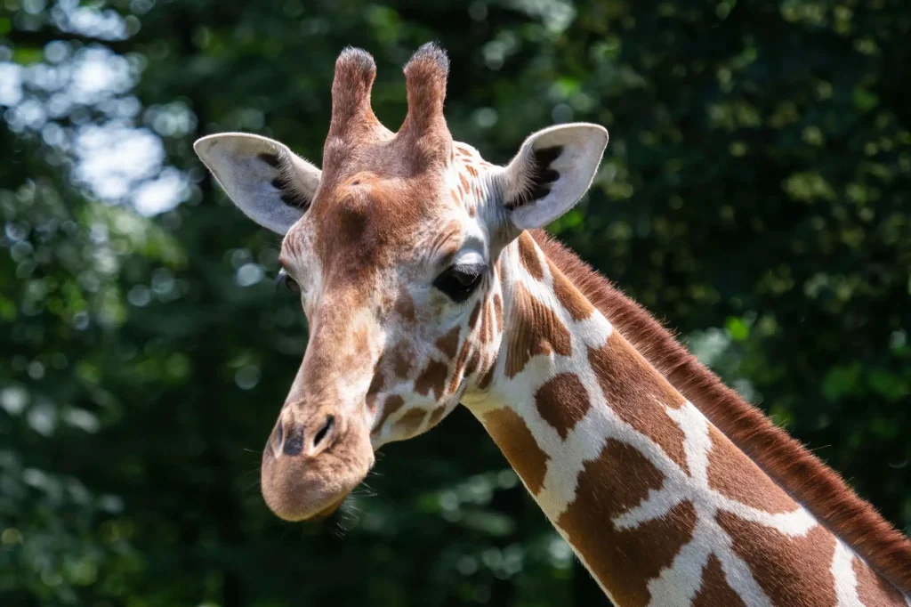 Reticulated Giraffe