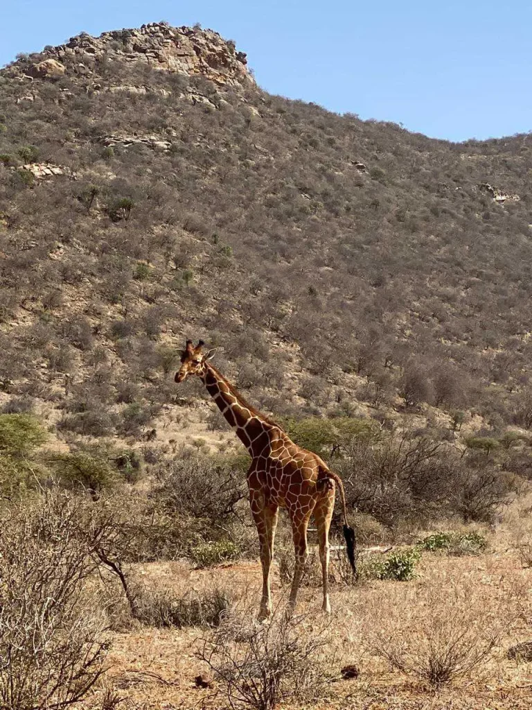 Reticulated giraffe in Samburu