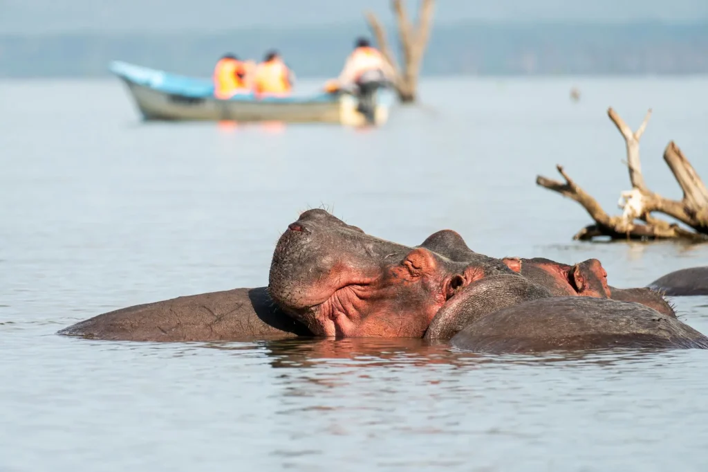 Sleeping Hippopotamus Lake Naivasha