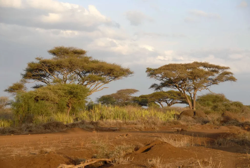 Acacia Trees on the Savanna – Amboseli National Park Kenya