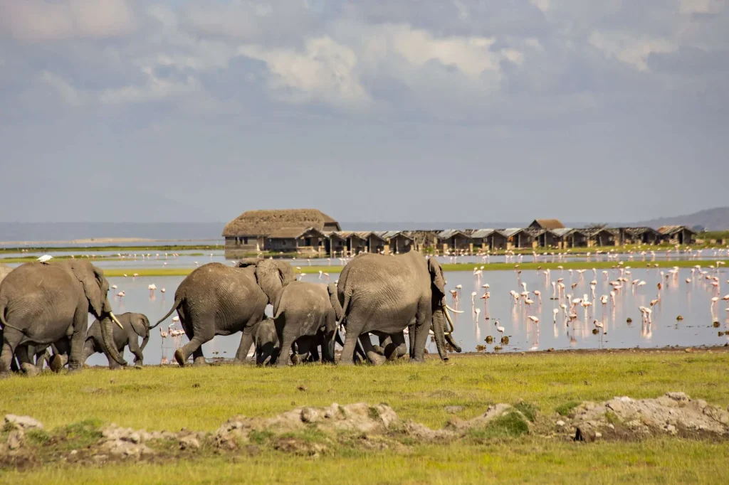 African Elephants Herd Amboseli National Park Kenya