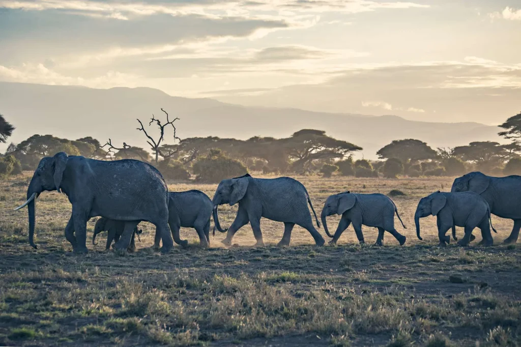 Elephants Herd Amboseli National Park Kenya