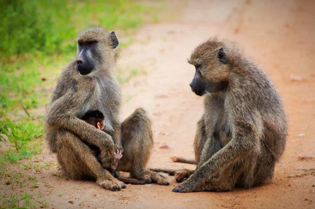 Baboon Tsavo West Kenya