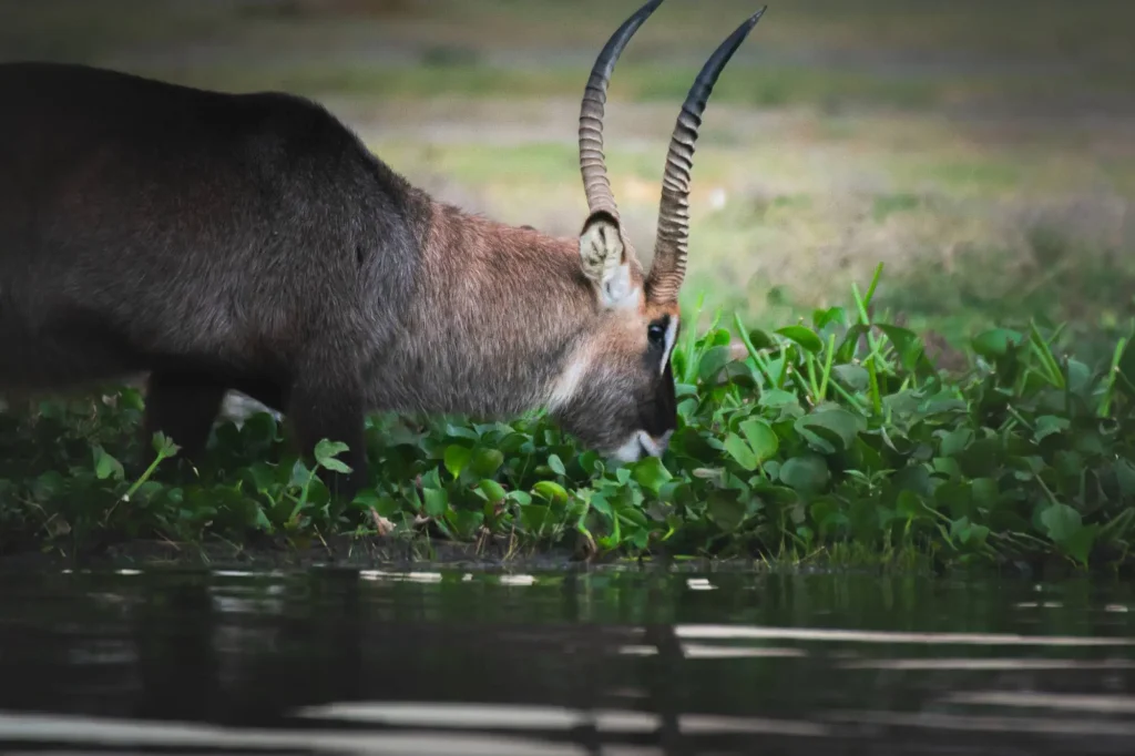 Waterbuck Trying Drink Water from Lake Naivasha