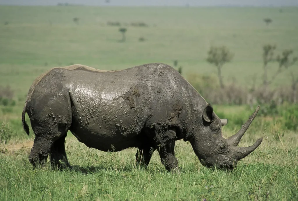 Black Rhino Maasai Mara