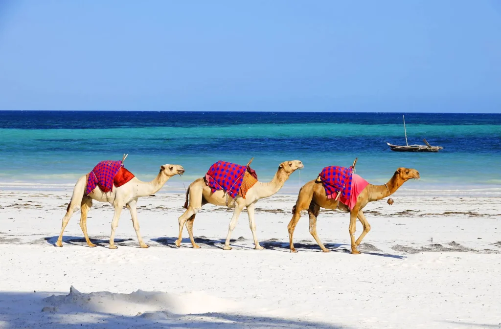 Camels Walking on Diani Beach