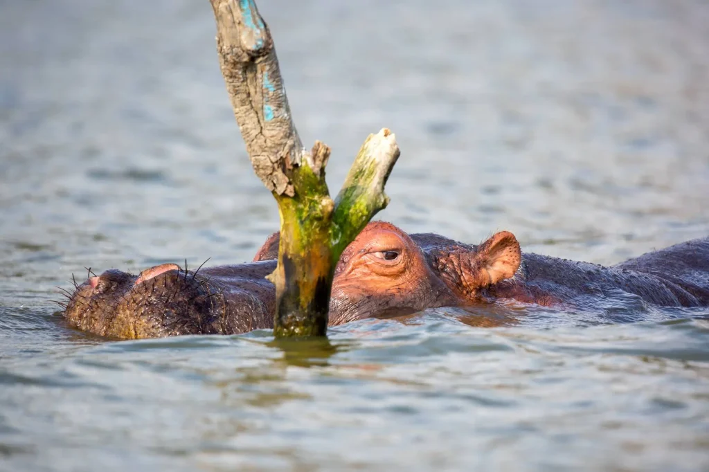 Hippopotamus Lake Naivasha