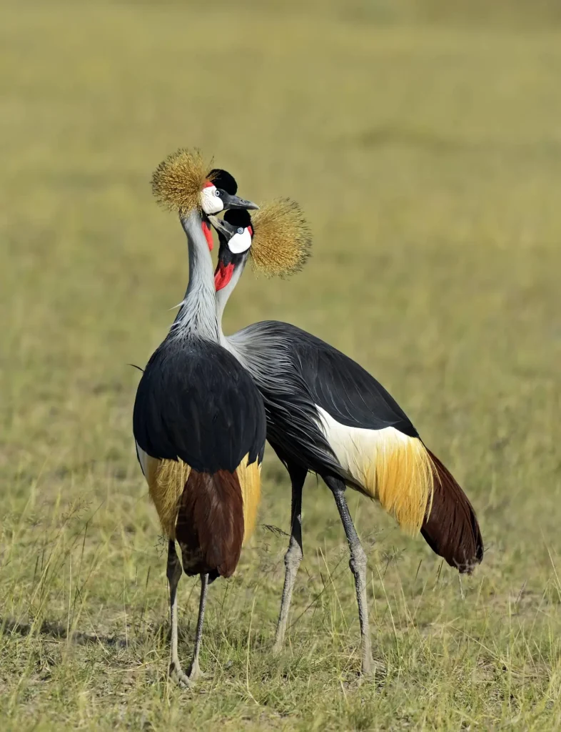 Crowned Crane- Lake Naivasha