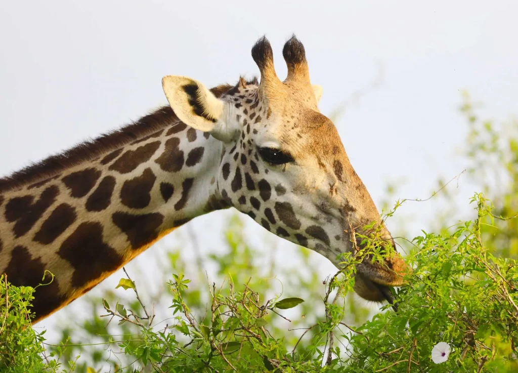 Massai Giraffe Tsavo East National Park Kenya
