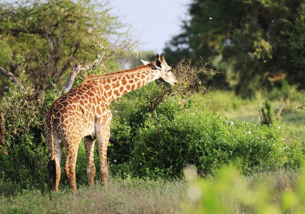 Massai Giraffe Tsavo East National Park Kenya