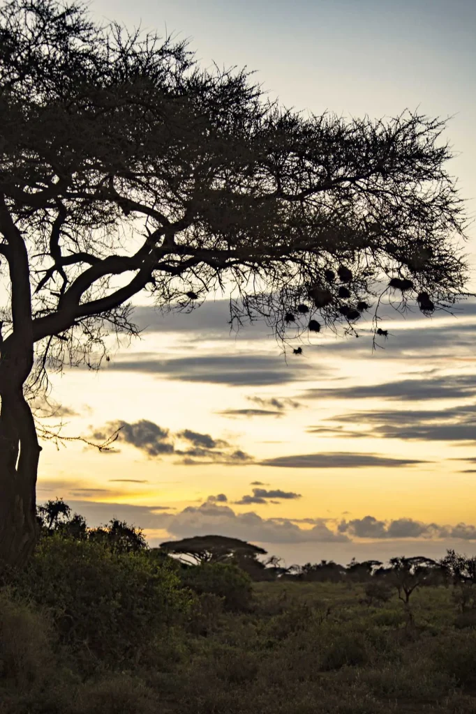 Early Morning Kilimanjaro Mountain View Amboseli National Park Sunrise Amboseli National Park