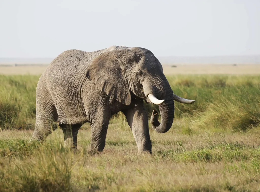 Elephant Amboseli National Park Kenya