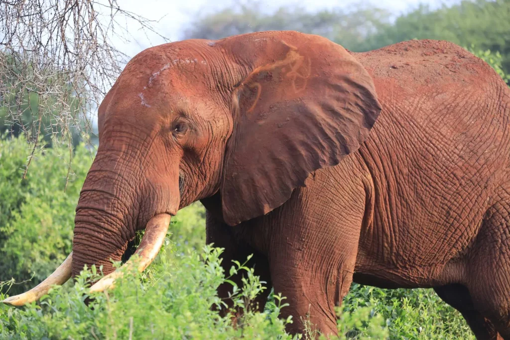 Elephant Walking Tsavo East National Park Kenya Africa