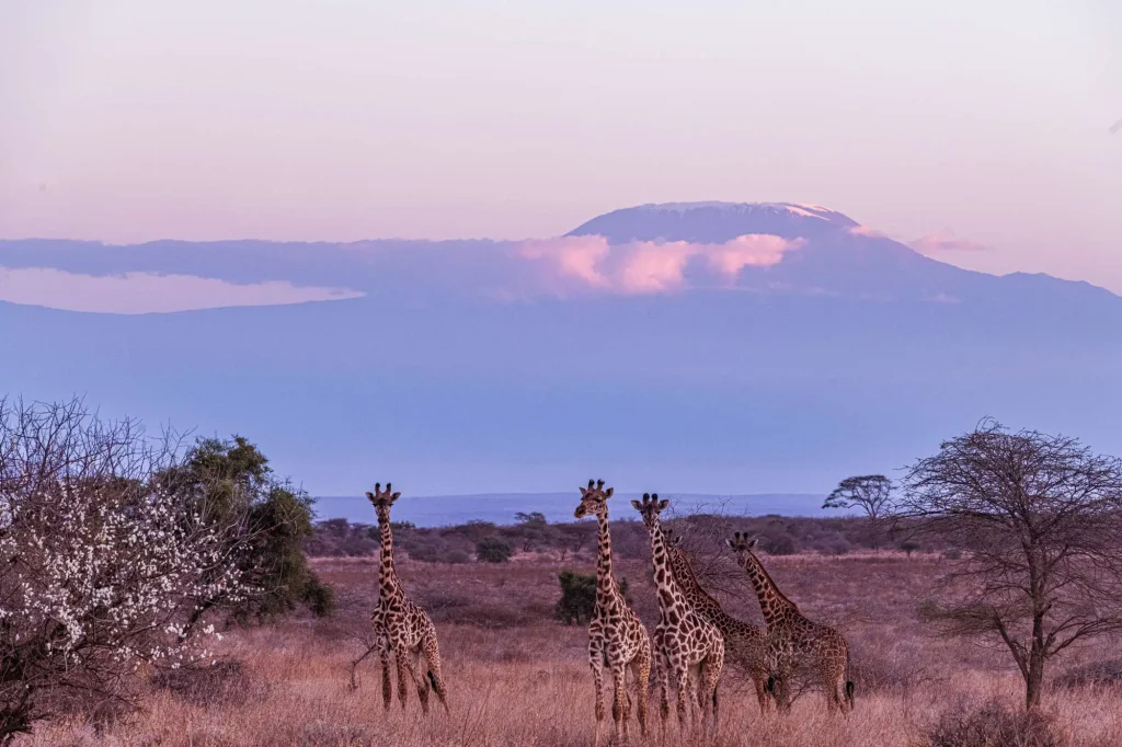 Giraffes Highway Road Mount Kilimanjaro – Amboseli National Park Kenya