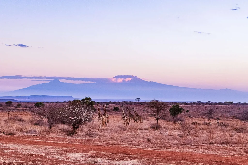 Giraffes Highway Road Mount Kilimanjaro – Amboseli National Park Kenya East Africa Wildlife