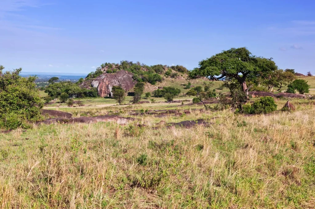 Grassy Savanna Bush Africa Tsavo West Kenya