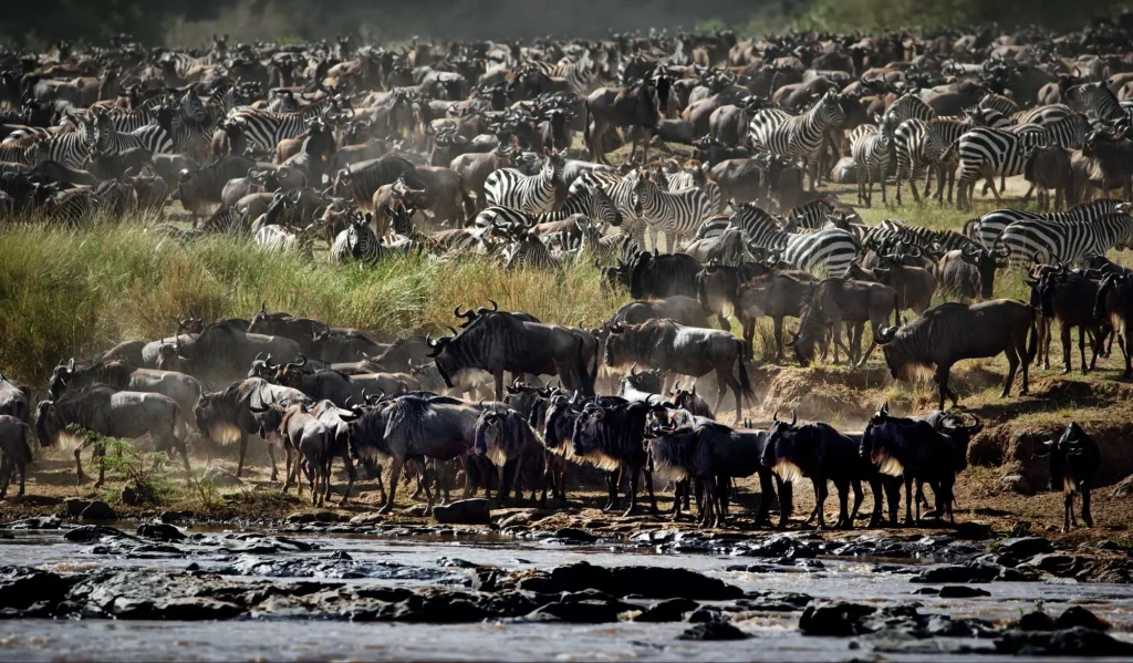 Buffalos Maasai Mara