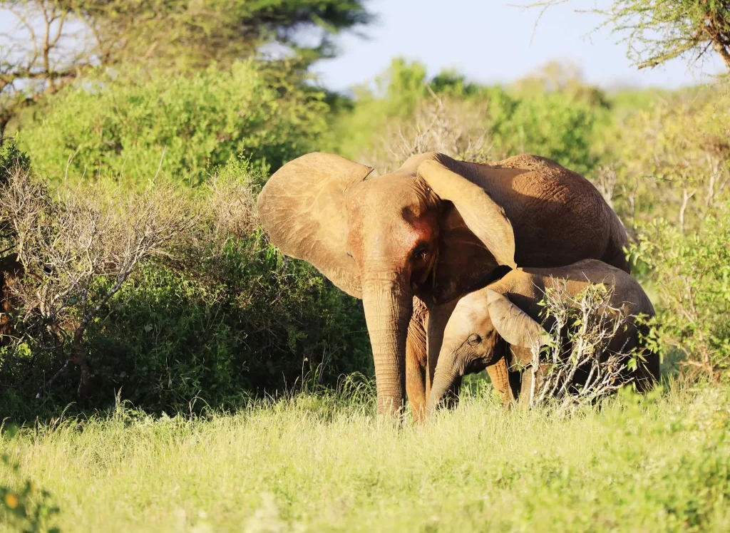 Group Elephants Tsavo East National Park Kenya Africa