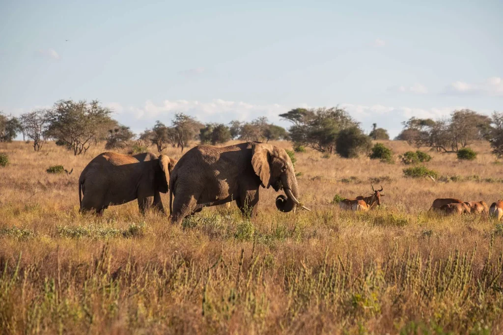 Herd Elephants and Deer Field Jungle Tsavo West Taita Hills Kenya
