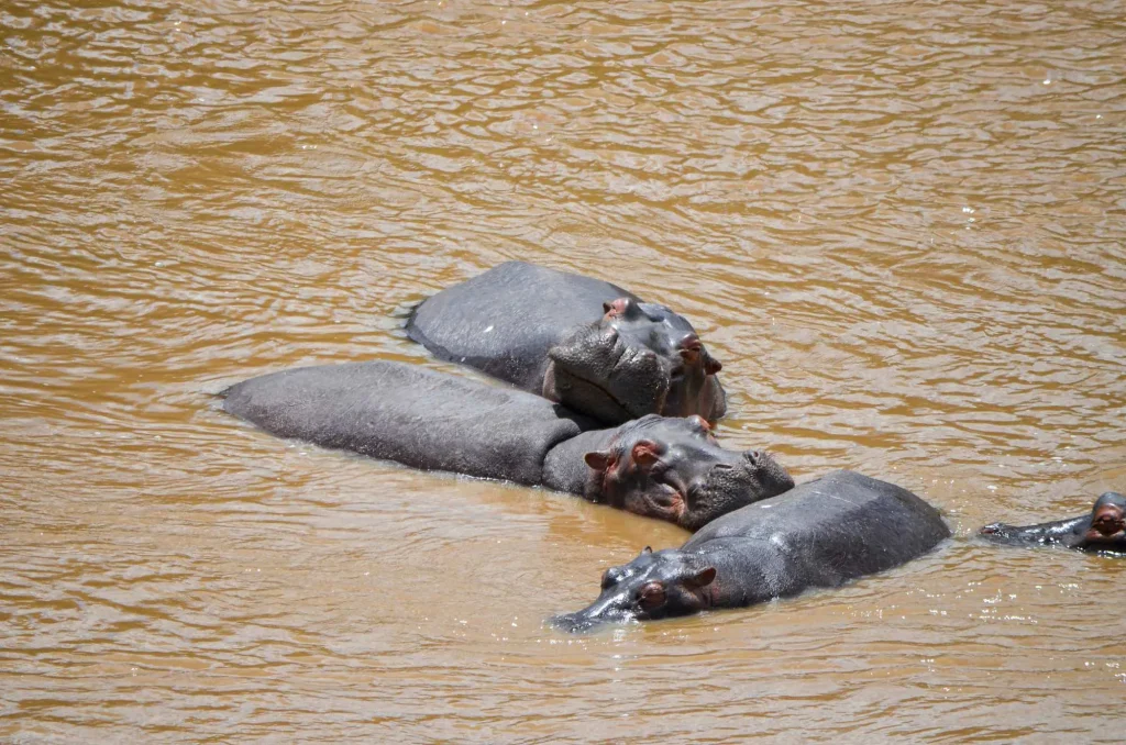 Hippos Maasai Mara