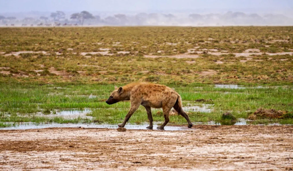 Hyena Amboseli National Park Kenya