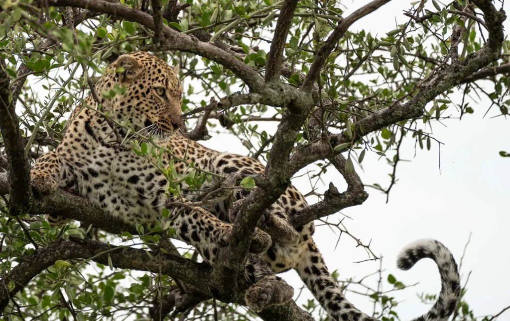 Leopard in Tree