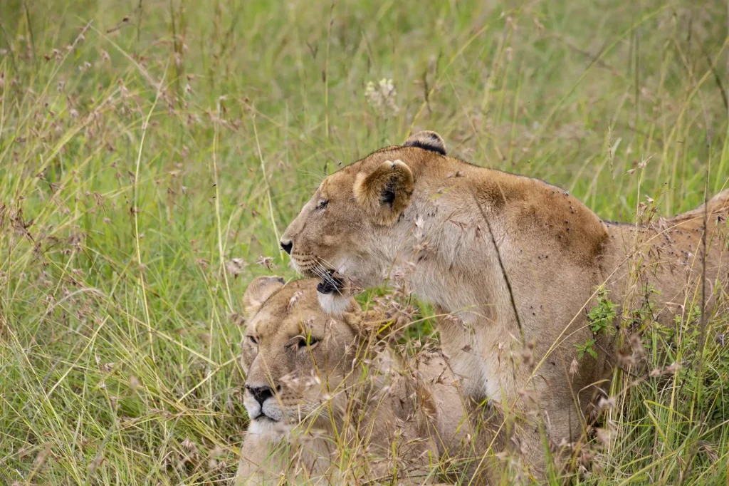 Lions Maasai Mara