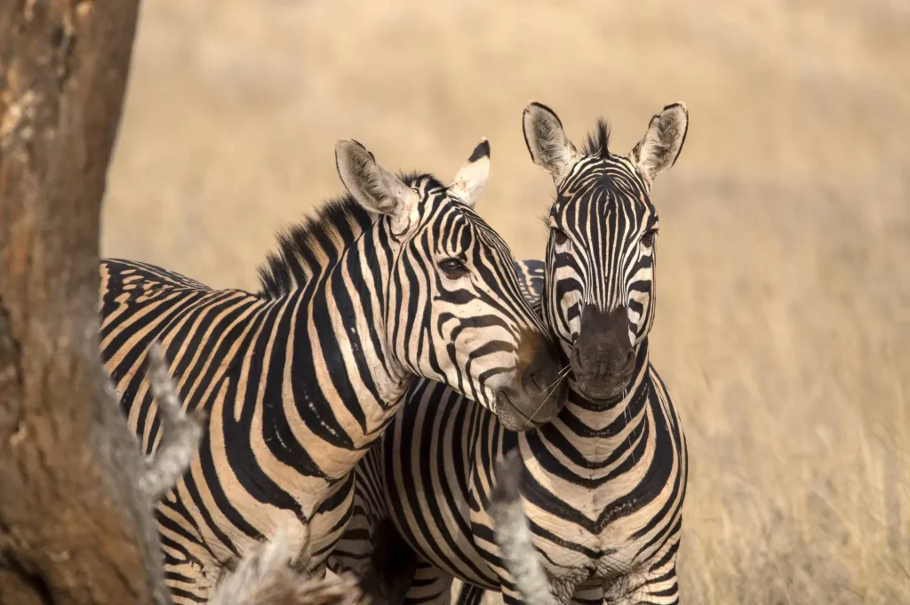 Portrait with Two Zebras Tsavo West National Park Kenya Africa