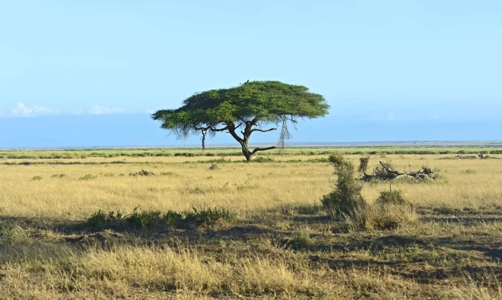 Amboseli National Park