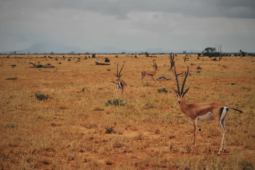 Tsavo East Kenya